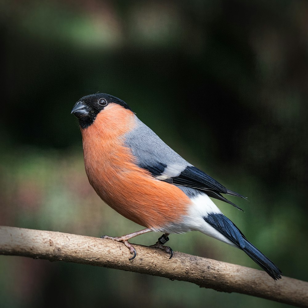 orange white and black bird on brown tree branch