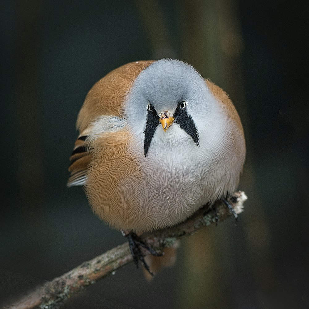 white and blue bird on brown tree branch