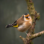 yellow and black bird on tree branch
