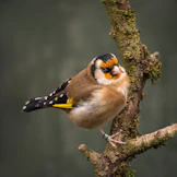 yellow and black bird on tree branch