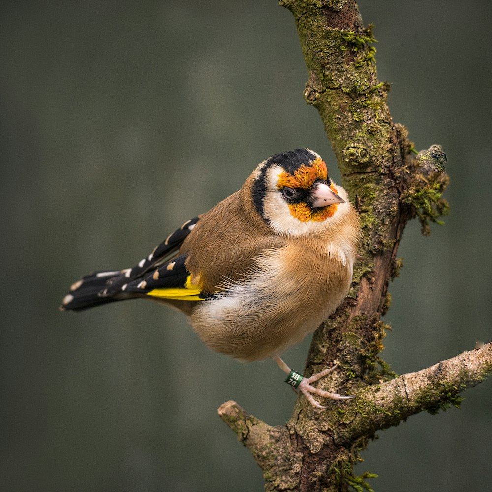 yellow and black bird on tree branch