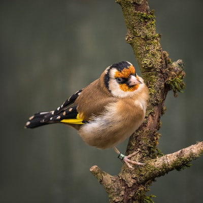 yellow and black bird on tree branch