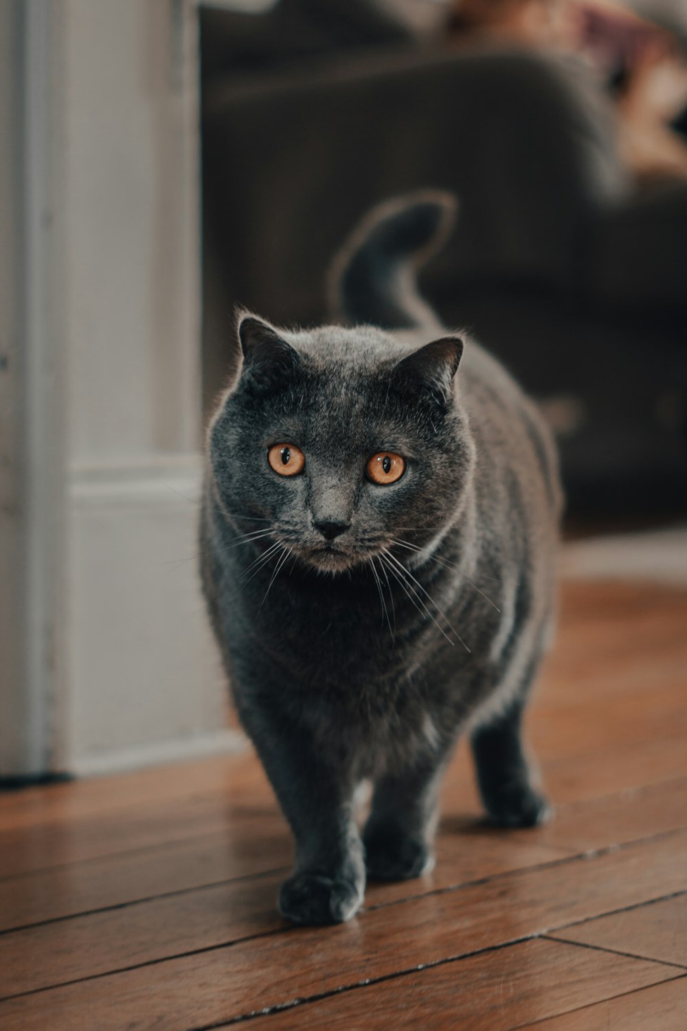 russian blue cat on brown wooden floor