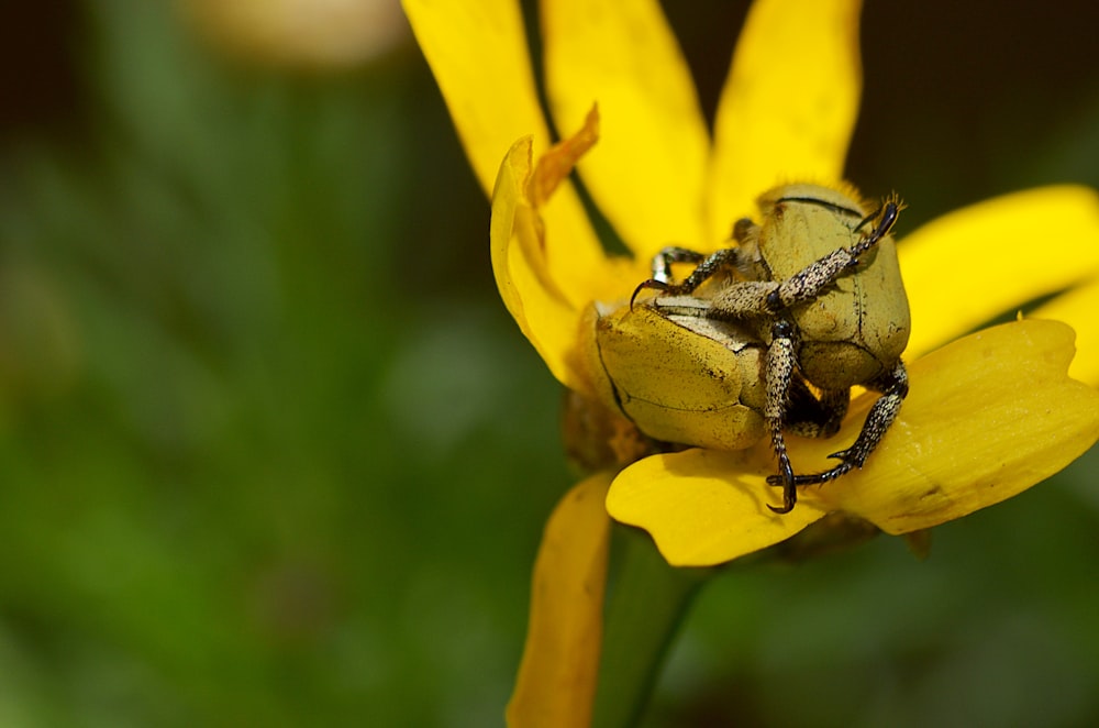 brown and black beetle on yellow flower