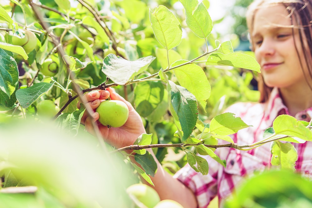 person holding green apple fruit during daytime