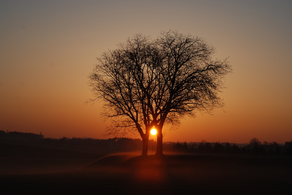 Blattloser Baum während der goldenen Stunde