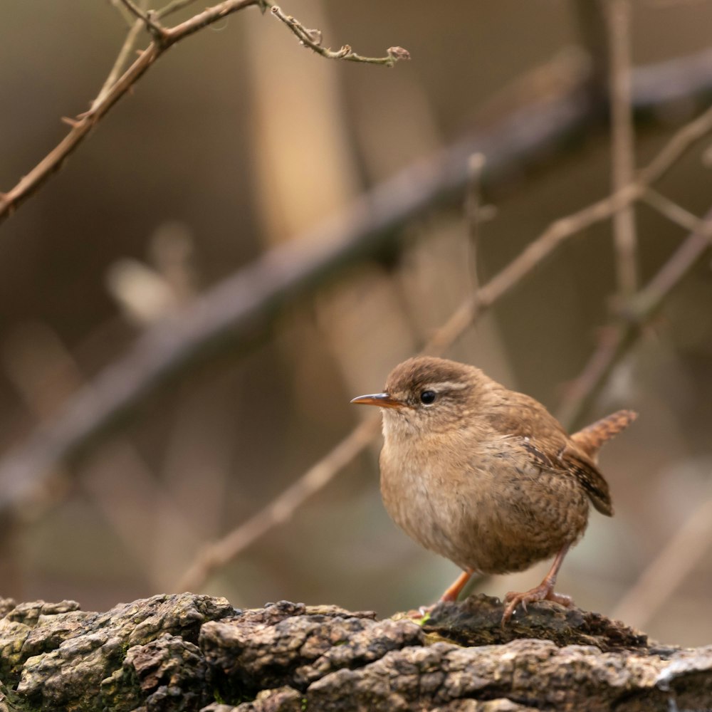 brown bird on brown tree branch