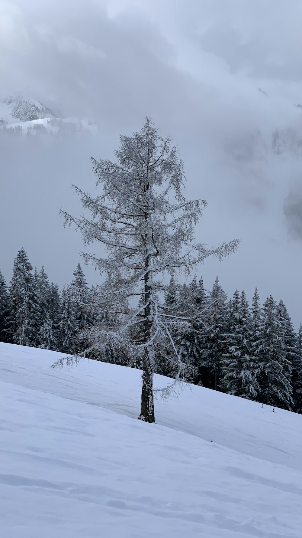 snow covered pine trees under cloudy sky during daytime