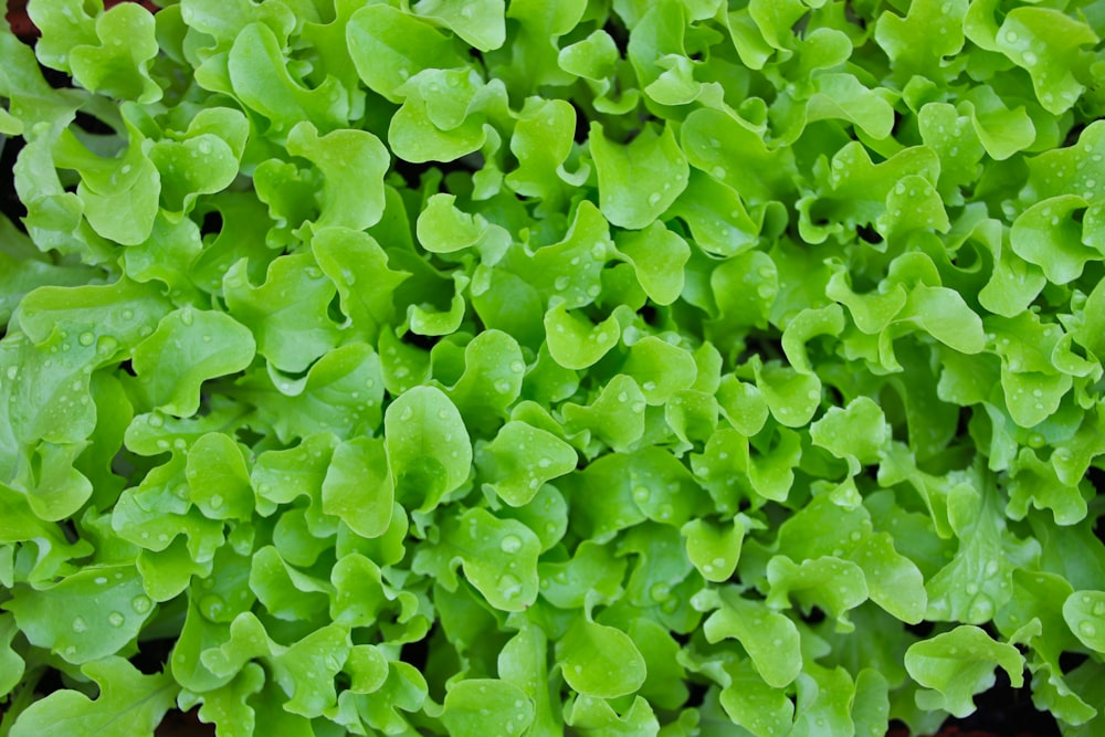 pianta di foglie verdi durante il giorno