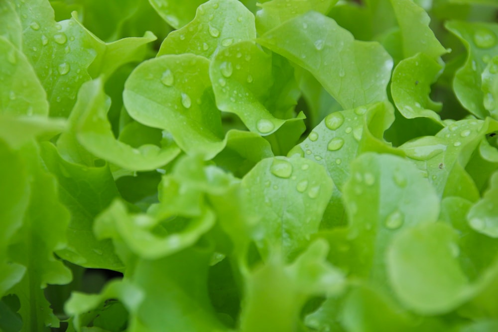 water droplets on green plant