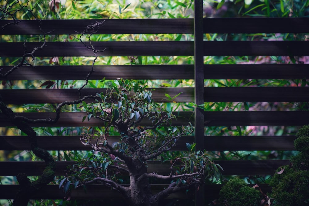 green plant beside brown wooden fence