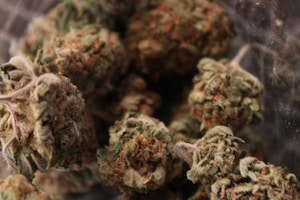 Emerald Dream Flower