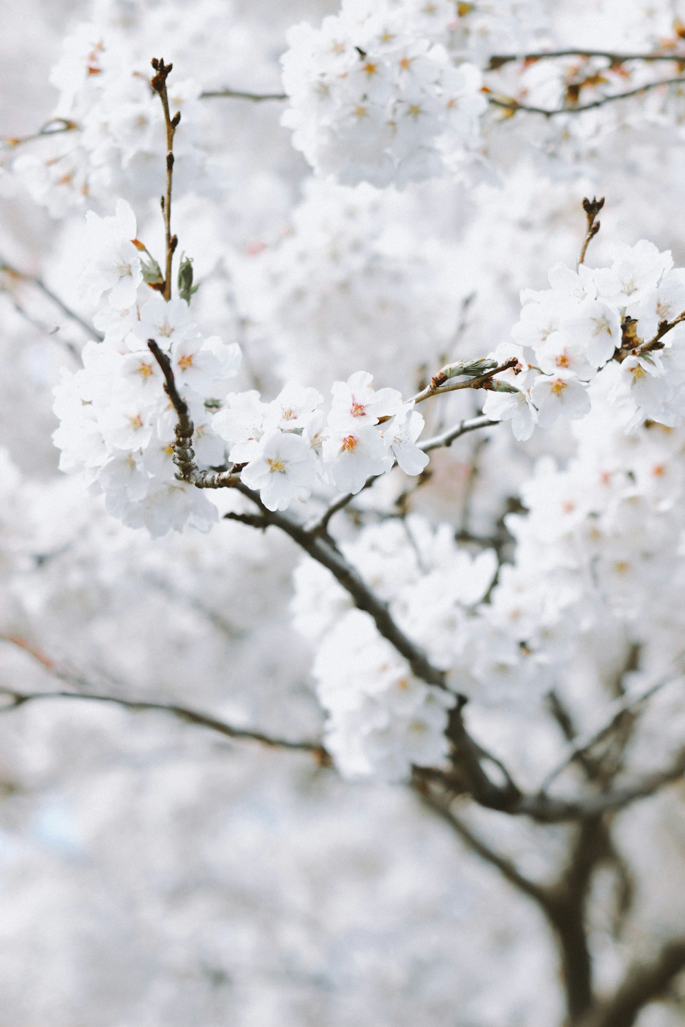 white cherry blossom in close up photography