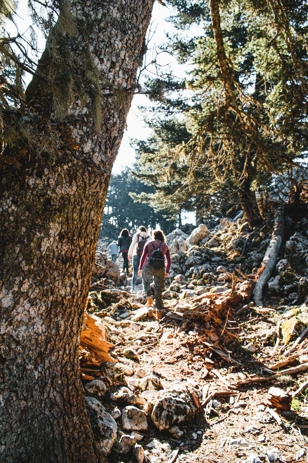 people walking on rocky road during daytime