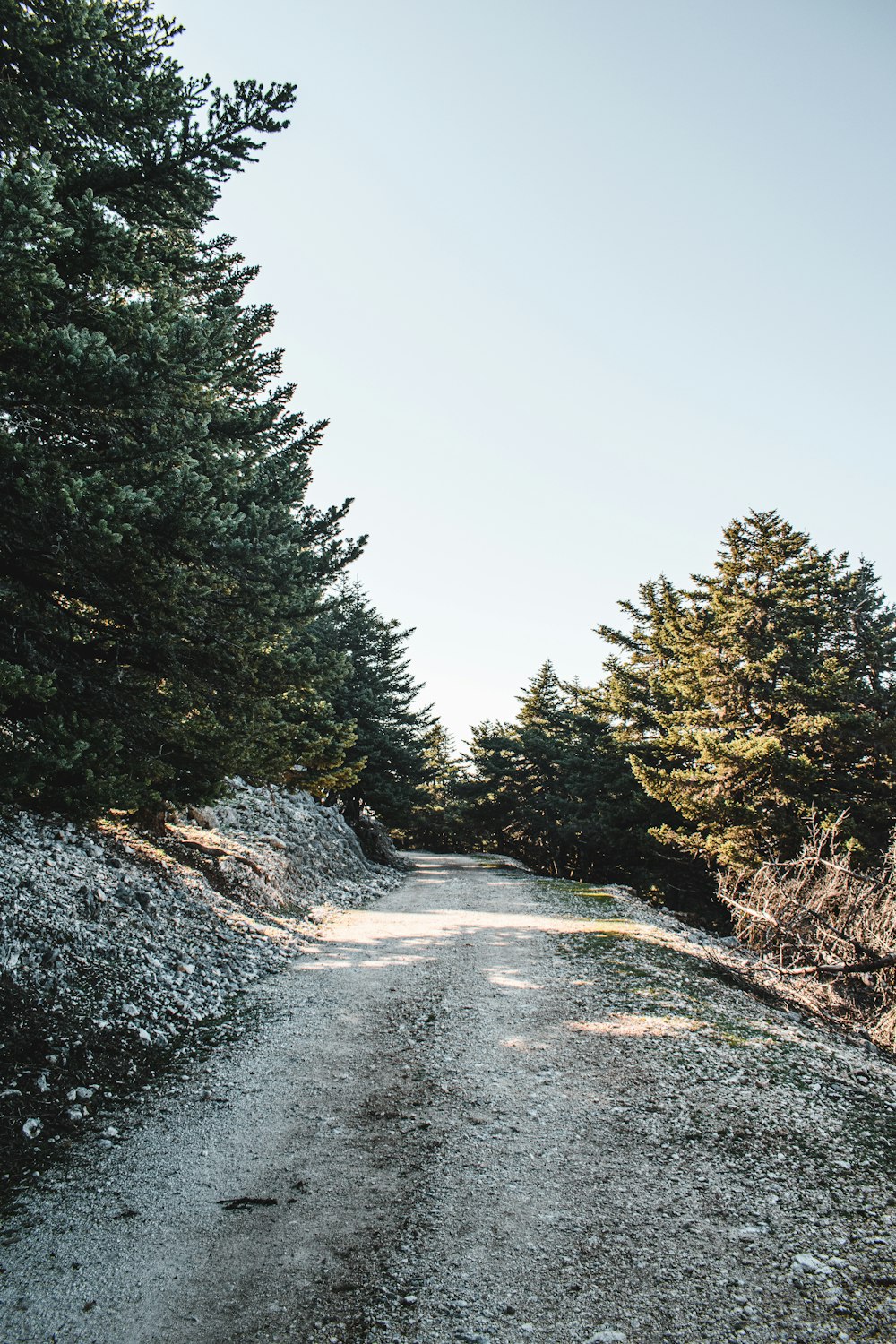 green pine trees beside gray road during daytime