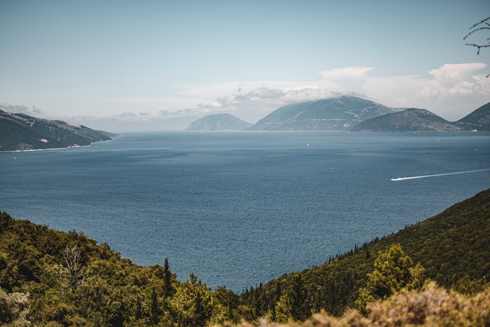 green trees near body of water during daytime