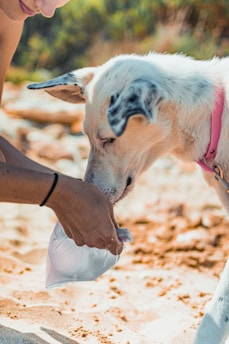 A white dog with black markings on its ears wears a pink collar. It is drinking water from a clear plastic bag held by a person whose arm is visible. The scene appears to be taking place outdoors on a sunny day, as indicated by the sandy ground and blurred greenery in the background.