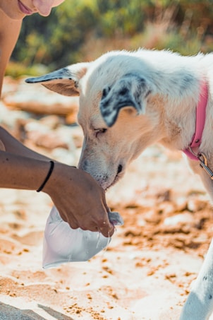 A white dog with black markings on its ears wears a pink collar. It is drinking water from a clear plastic bag held by a person whose arm is visible. The scene appears to be taking place outdoors on a sunny day, as indicated by the sandy ground and blurred greenery in the background.