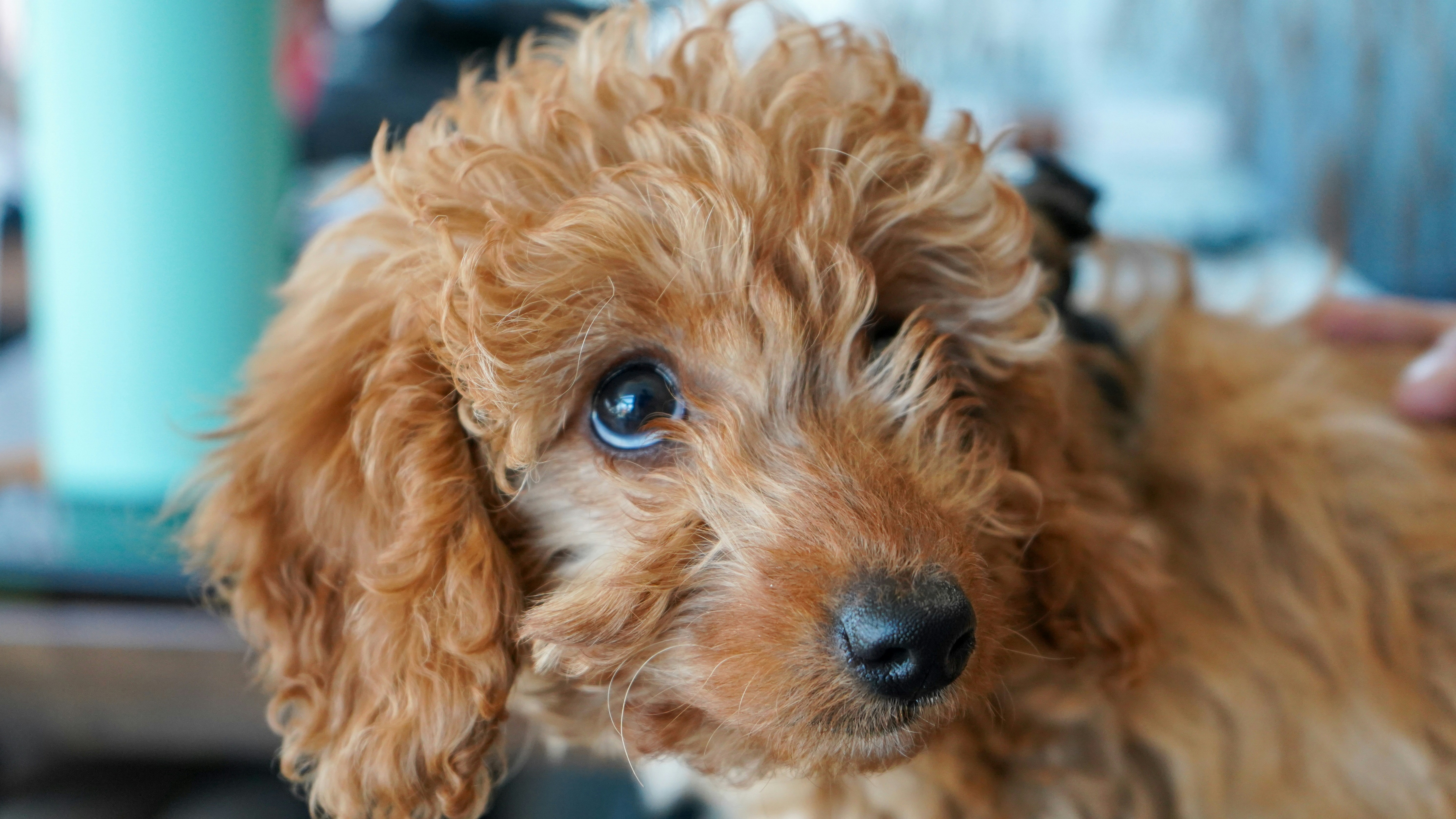 The Mini Goldendoodle Everything YOU Need to Know in 2023