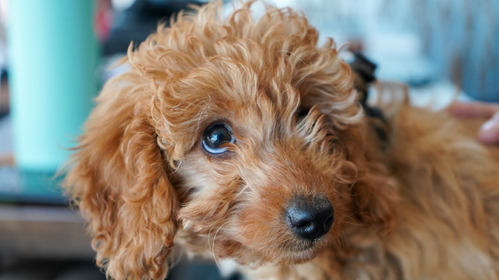 cane di piccola taglia marrone a pelo lungo