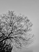 A serene black and white photo of a single tree against a vast empty sky.