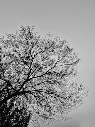 A serene black and white photo of a single tree against a vast empty sky.