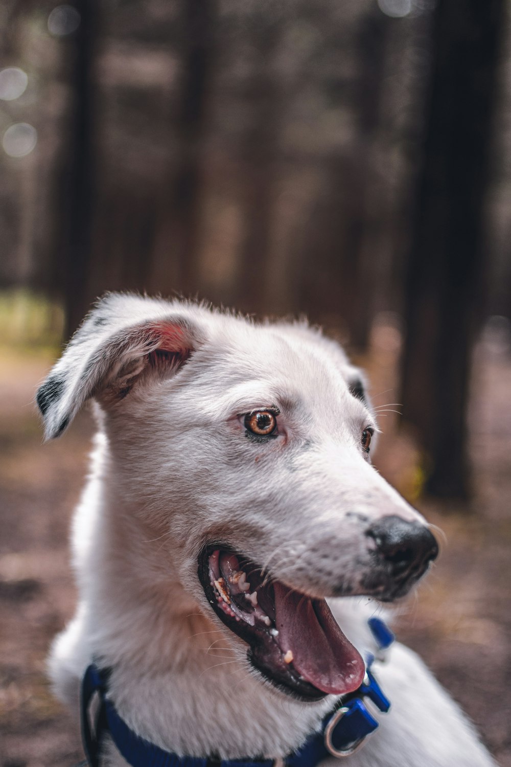 white short coat medium dog