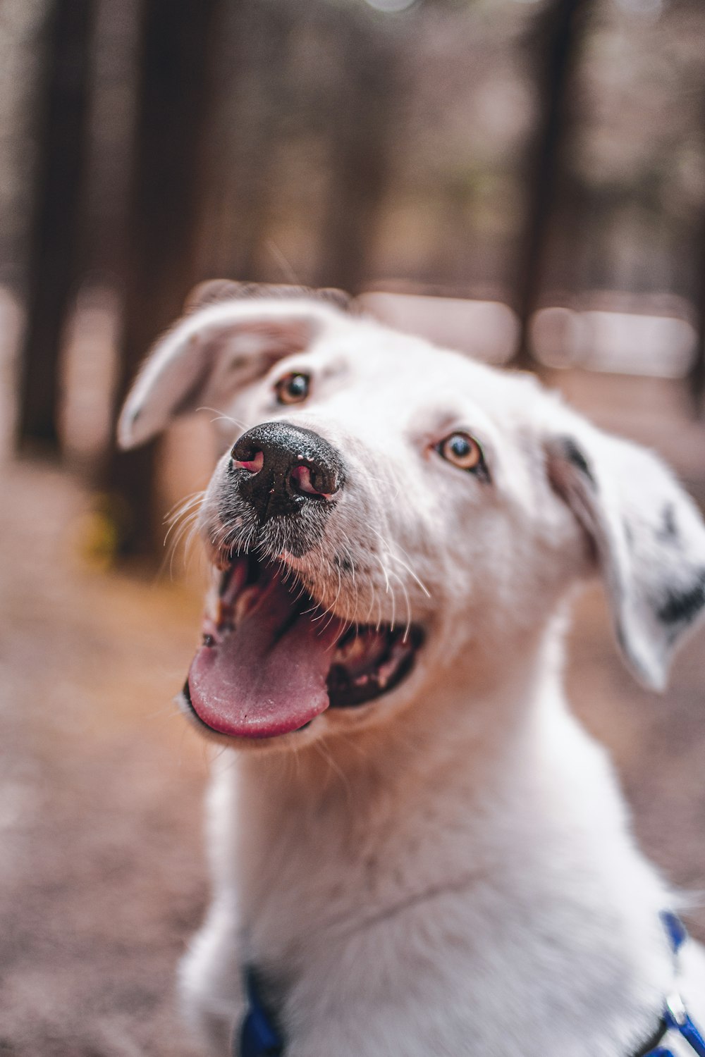 white short coat medium dog