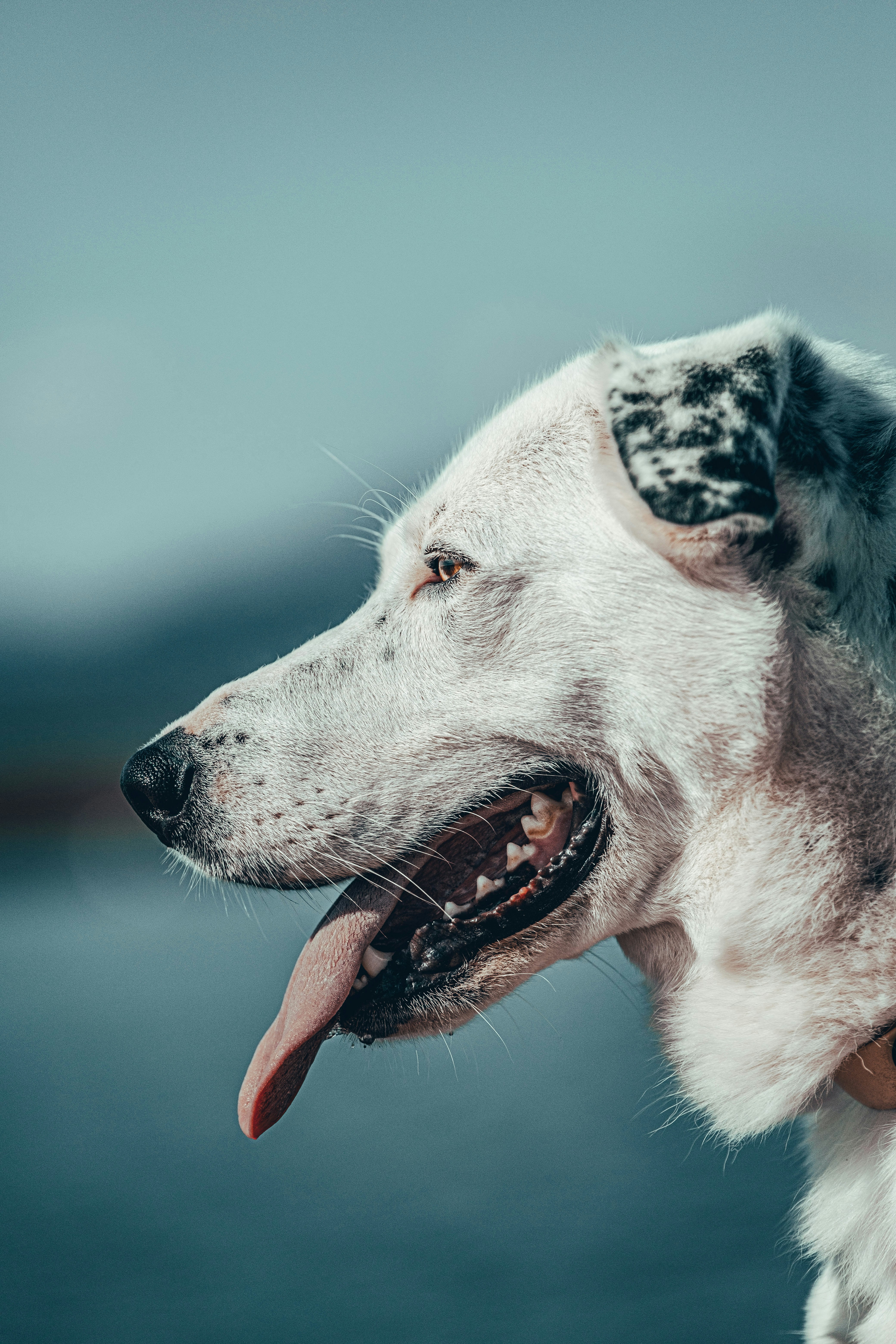 white and black short coated dog