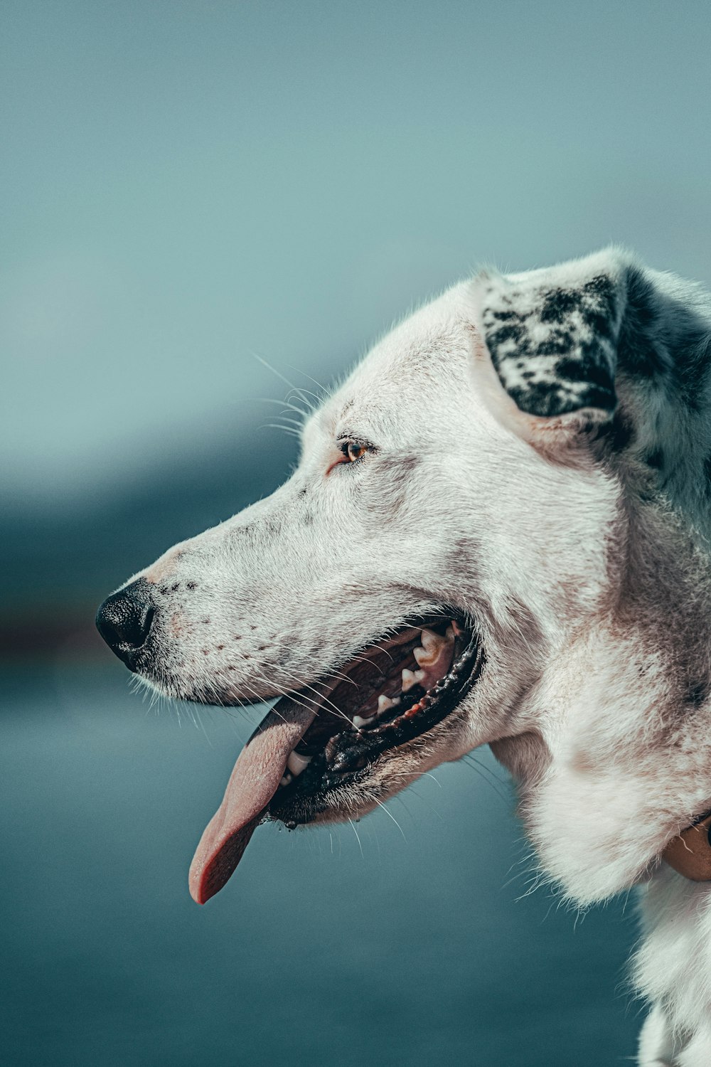 white and black short coated dog