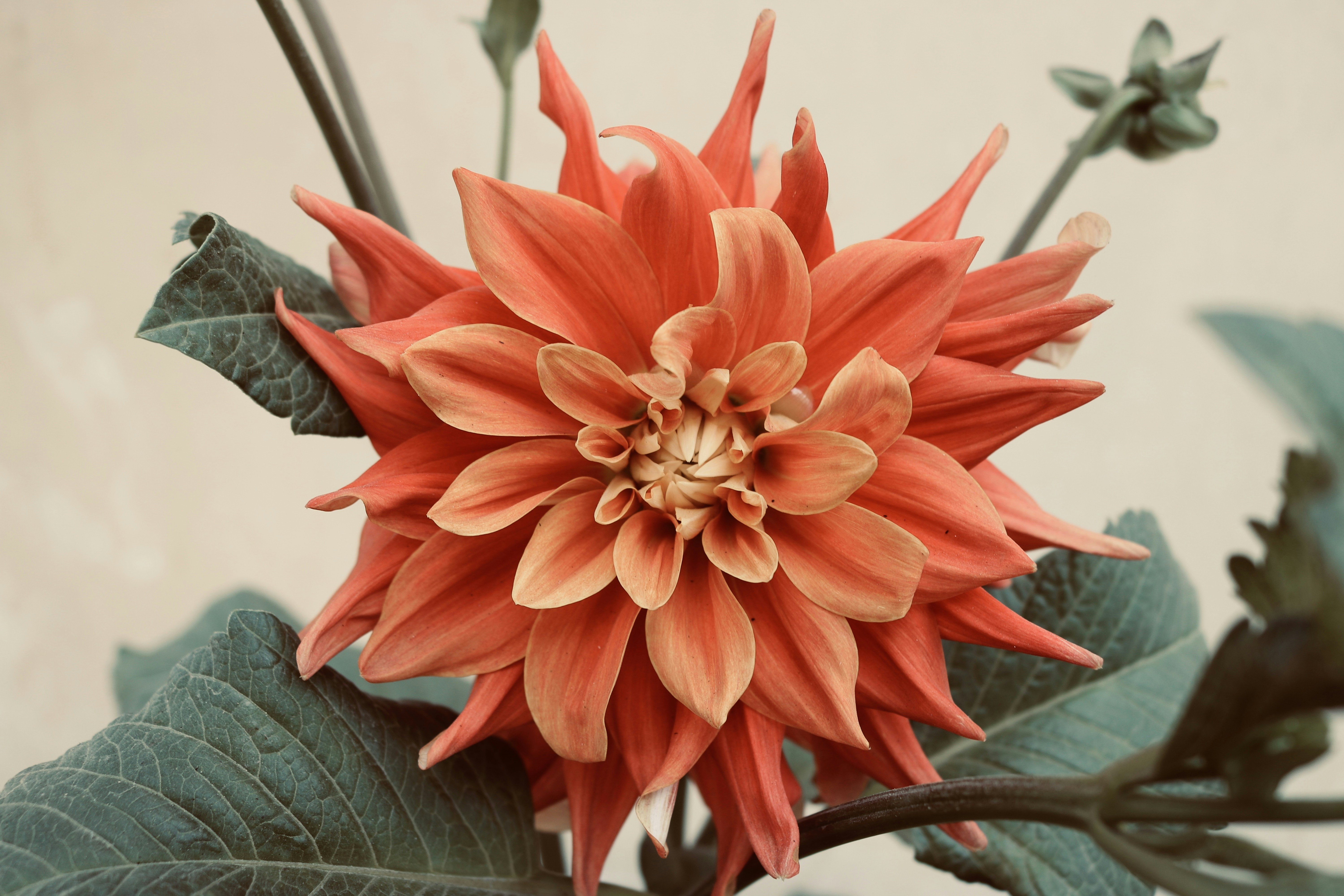 Fleur rouge dans lentille à décalage inclinable