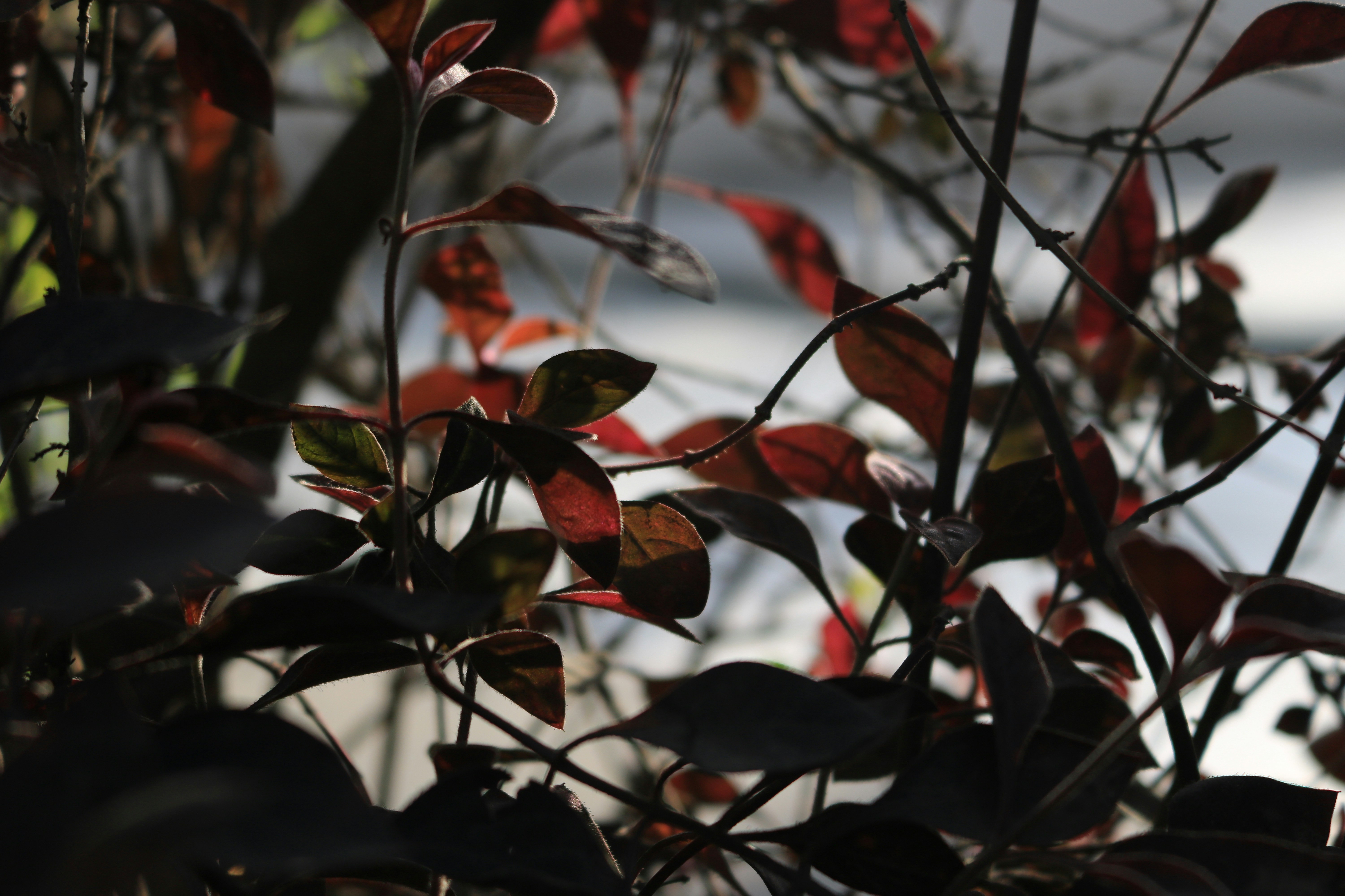 Photo by manastaneja