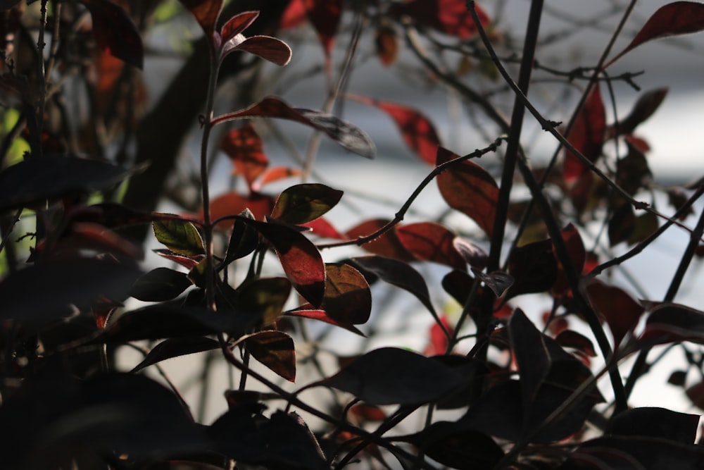 red and green leaves in close up photography