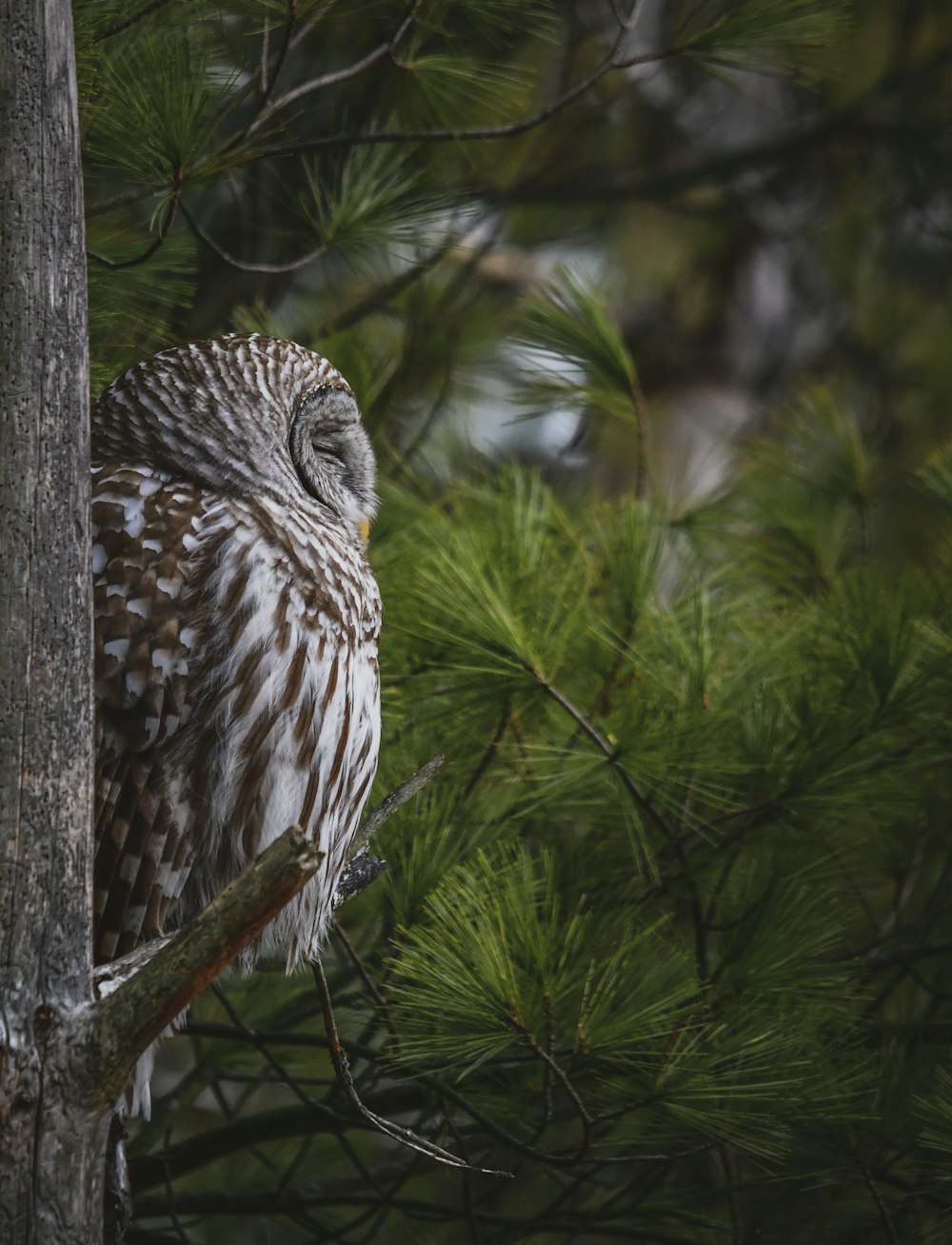 brown owl perched on tree branch during daytime