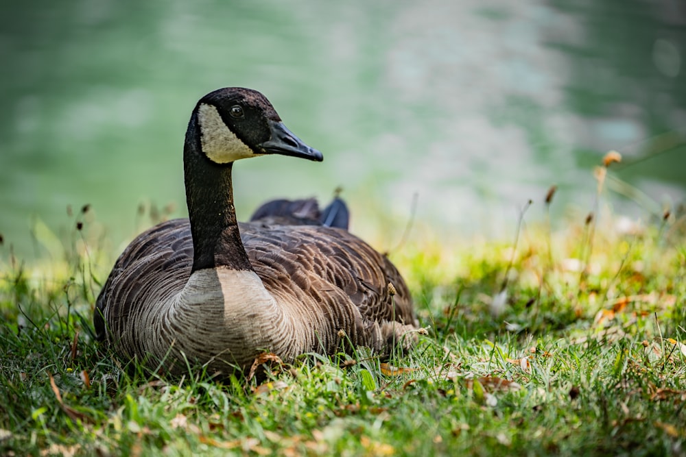 brown and black duck on green grass during daytime