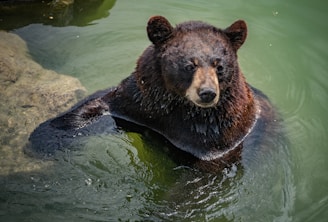 black bear on water during daytime