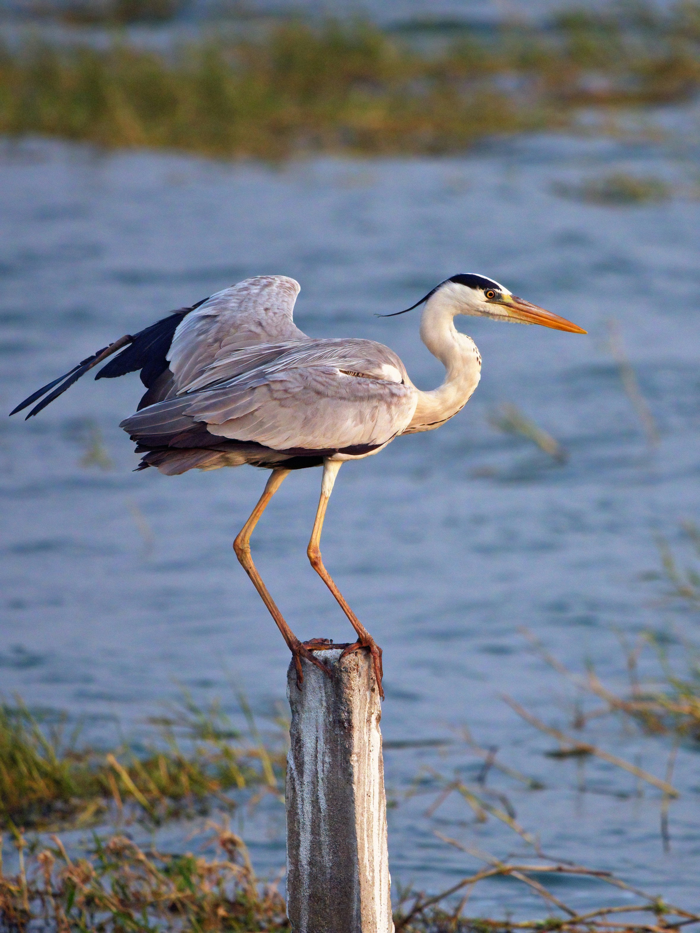 Photo by chandra_sekhar24