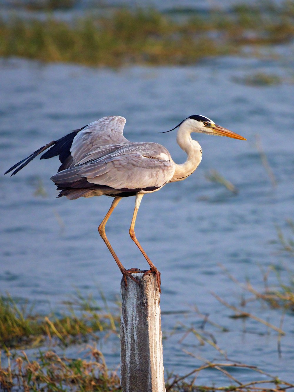 white and black bird on brown wooden post near body of water during daytime