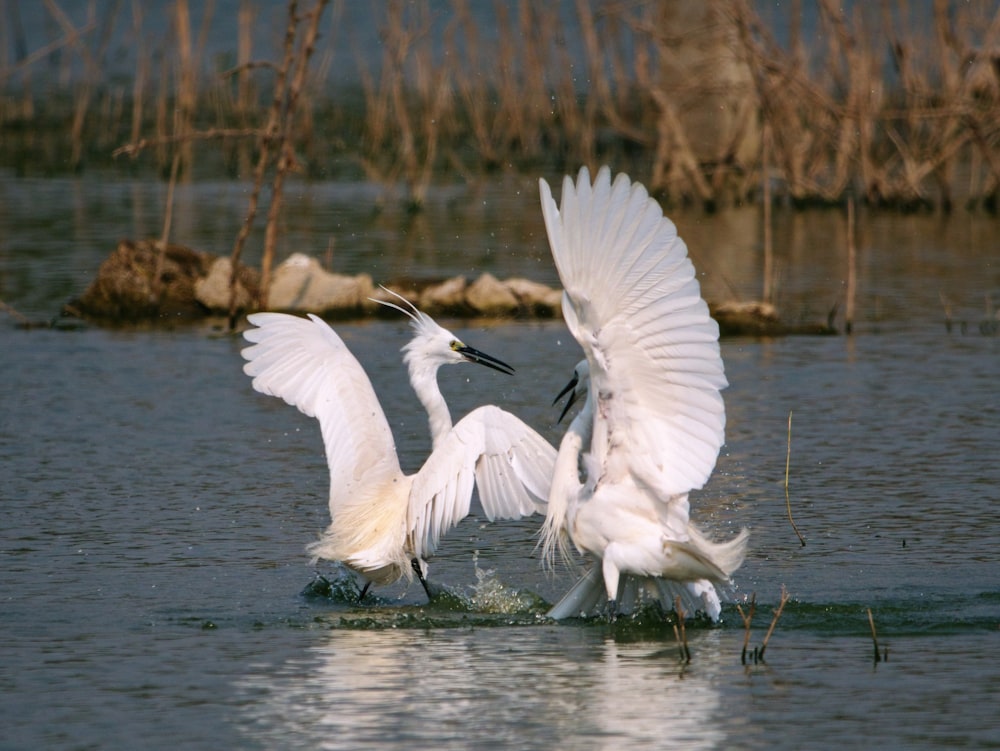 white bird on water during daytime