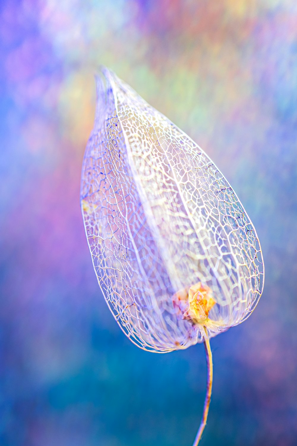 white and green leaf in close up photography