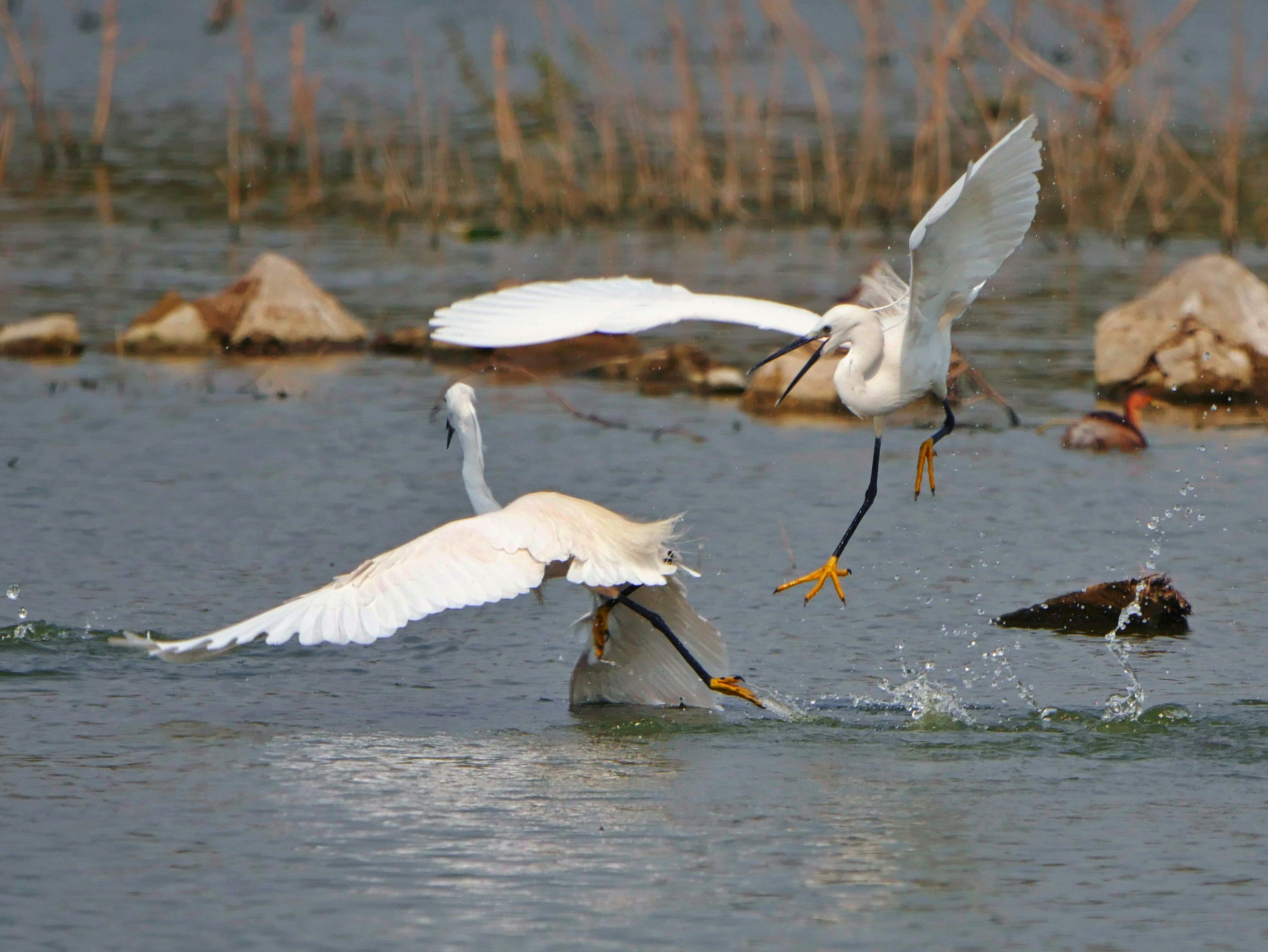 Photo by chandra_sekhar24