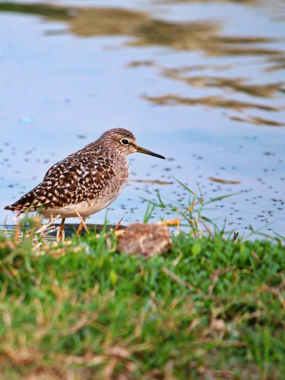 brown and white bird on brown grass