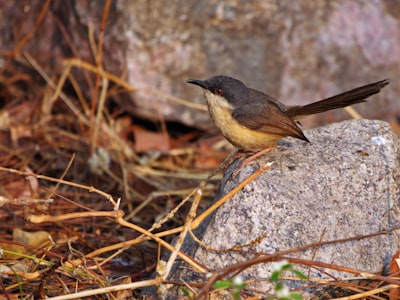 brown and black bird on gray rock