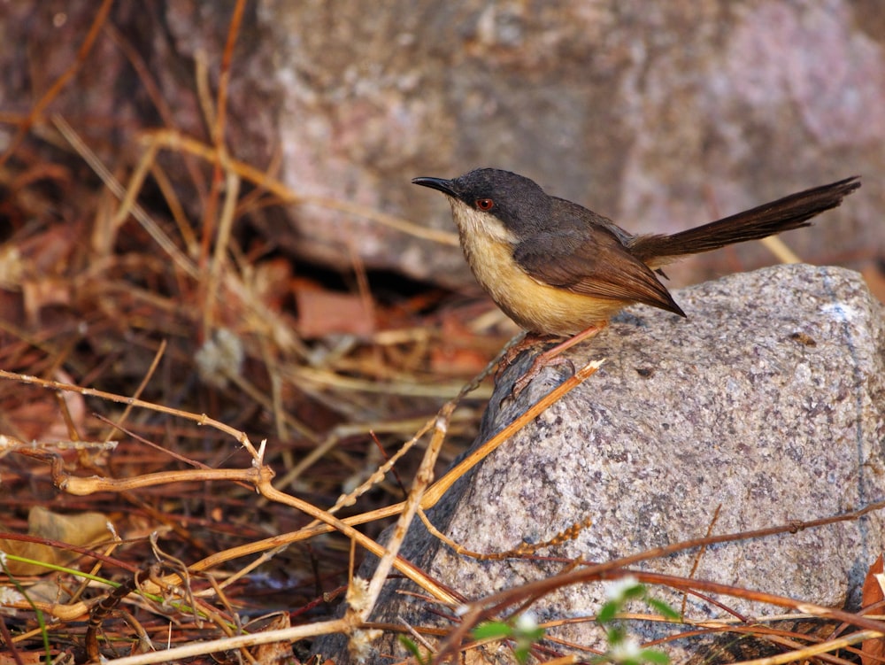 brown and black bird on gray rock