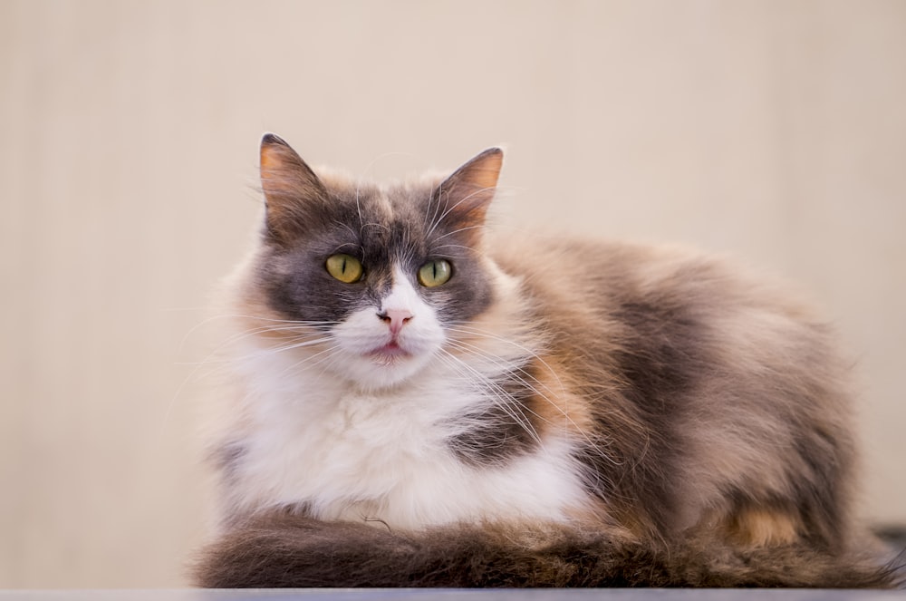 white and brown cat on brown wooden table