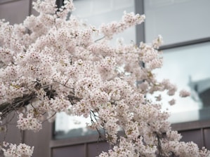 Photo of a cherry blossom tree beside a calm office window, symbolizing clarity and growth.