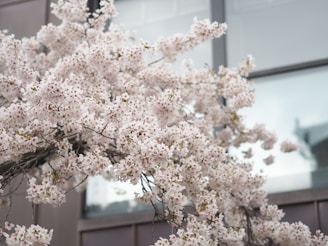 A serene sakura blossom branch framing a laptop displaying influencer marketing analytics.