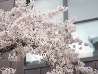Photo of a cherry blossom tree beside a calm office window, symbolizing clarity and growth.