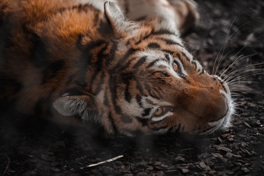 brown and black tiger lying on ground