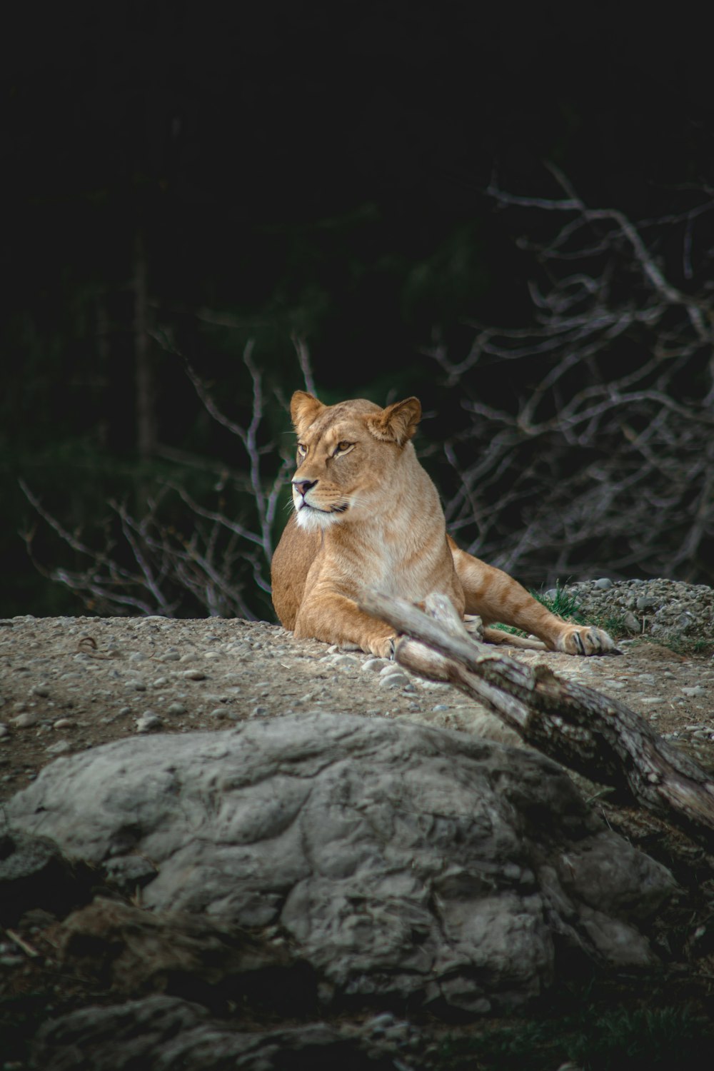 brown lioness lying on brown rock during daytime